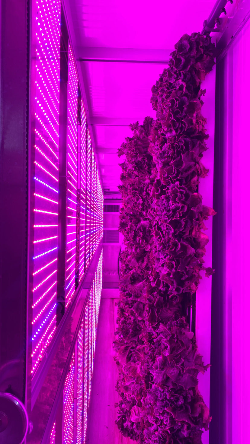 What is Vertical and Hydroponic Farming?