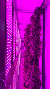 What is Vertical and Hydroponic Farming?