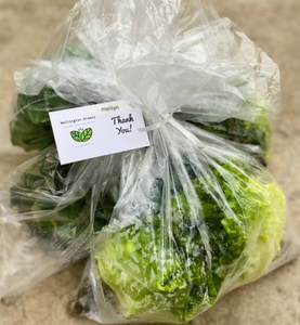 CSA (Leafy Greens + 2 Lettuce) Subscription Bi-weekly (Pick-up, 4 weeks)