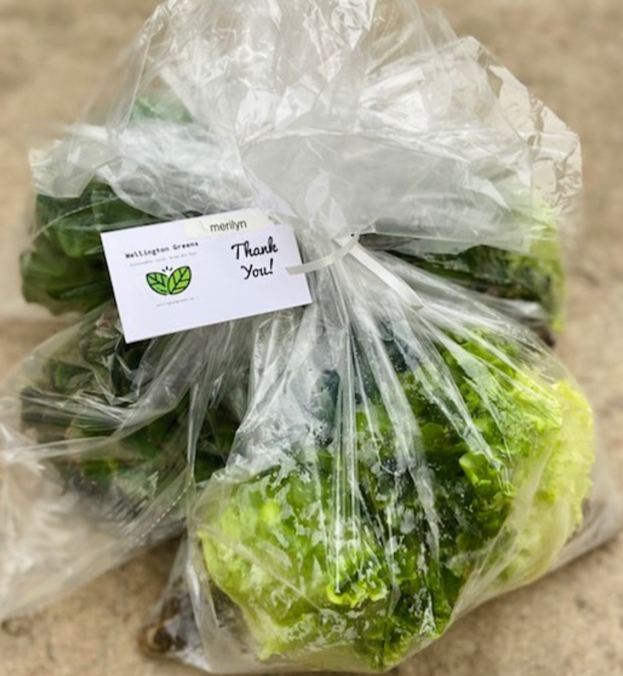CSA (Leafy Greens + 2 Lettuce) Subscription Weekly ($24 Shipping Charge Included, 8 weeks)