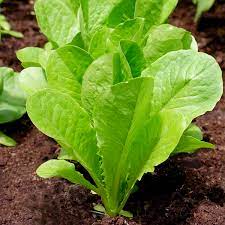 Coastal Star Romaine